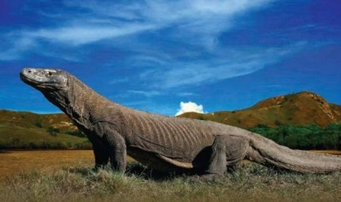 Buka Tabir Rahasia Alam Terbentuknya Pulau Komodo pada Zaman Jurassic 134 Juta Tahun Lalu