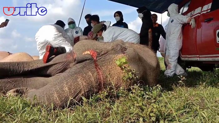 Ditemukan Seokor Gajah Di Taman Way Kambas Mati