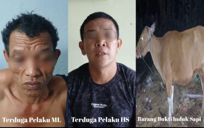 Dua Tersangka Pencurian Sapi di Bulukumba Diamankan Polisi