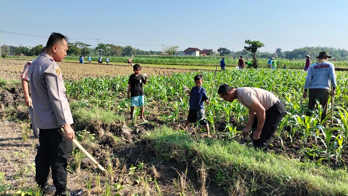 Dukung Ketahanan Pangan, Polisi di Grobogan Diterjunkan ke Sawah Basmi Tikus