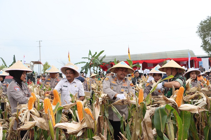 Dukung Swasembada Nasional, Polisi Panen Jagung Tahap Kedua 1.918 Ton di Grobogan