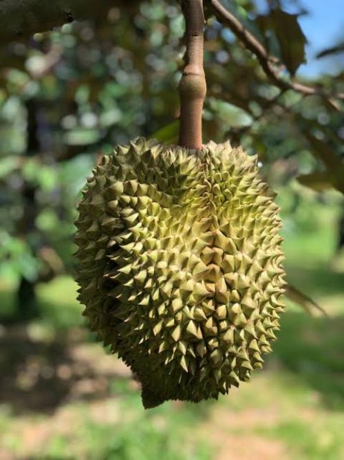 Durian, Raja Buah dari Asia Tenggara