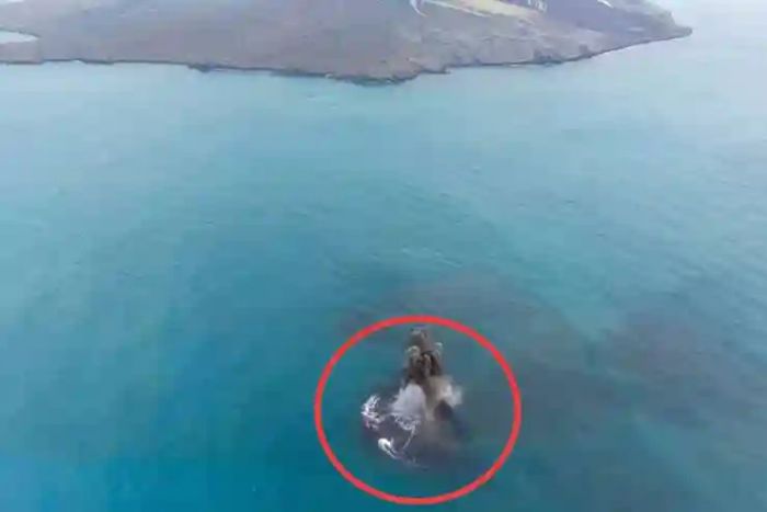 Gunung Anak Krakatau: Dari Letusan 1883 yang Mengguncang Dunia Hingga Kehadiran Daratan Baru