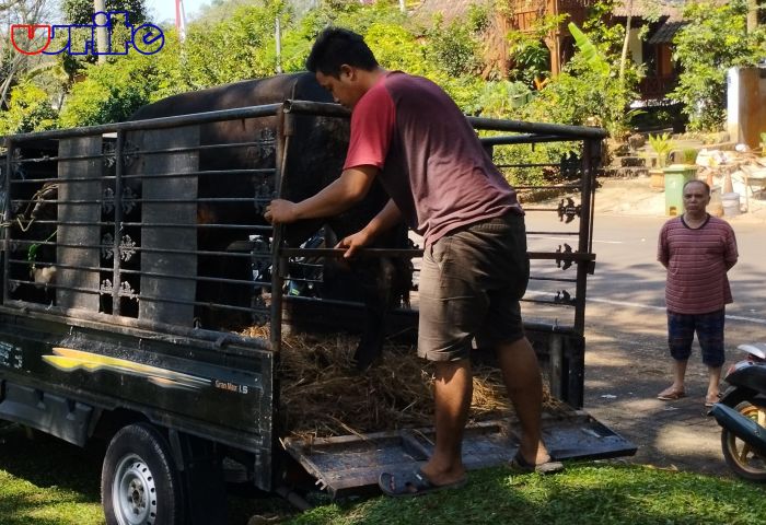 Haidar Alwi: Sejarah Qurban Di Hari Raya Idul Adha 