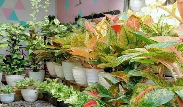 Ide Bisnis Tanaman Hias yang Menguntungkan