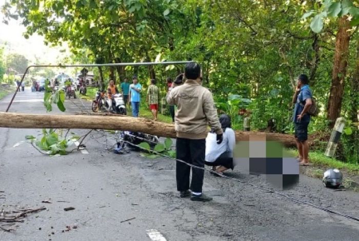 Kecelakaan di Jalur Solo–Pacitan, Motor Vixion Hantam Pohon Jati Tumbang