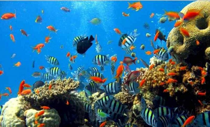 Keindahan Dasar Laut Pulau Onrust, Permata Kepulauan Seribu