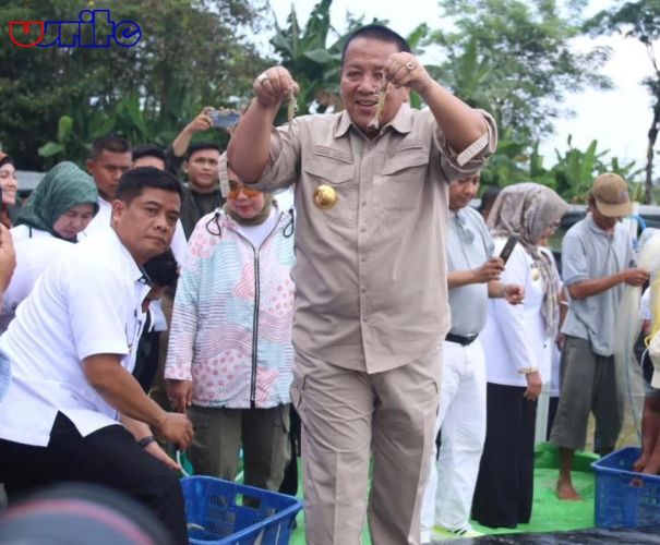 Lampung Menjadi Daerah Pertama Budidaya Udang Vaname  