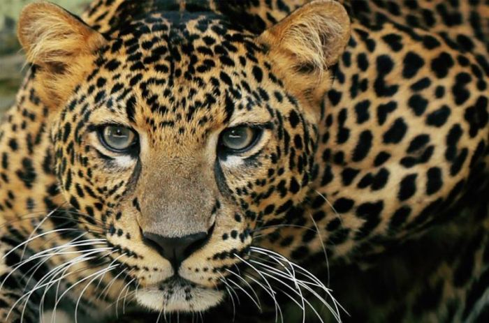 Macan Tutul di Gunung Jawa: Spesies, Habitat, dan Perilaku