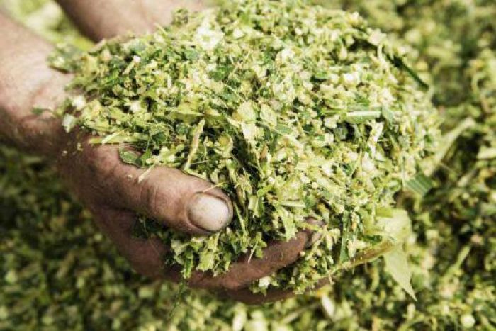 Manfaat Silase untuk Pakan di Musim Kemarau