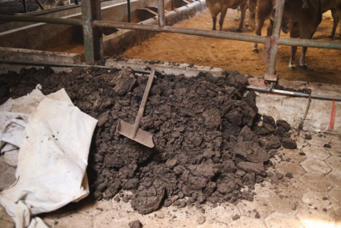 Mengoptimalkan Kotoran Ternak Jadi Pupuk Organik