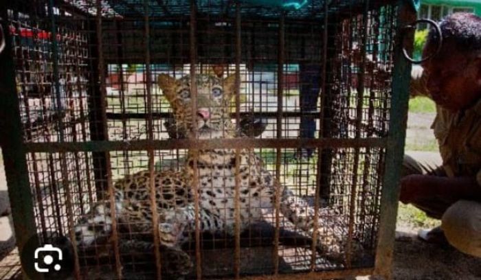 Nyasar ke Gudang, Warga Desa Kutamandarakan Terkejut dan Takjub pada Sosok Macan Tutul Jantan yang Ditemukan