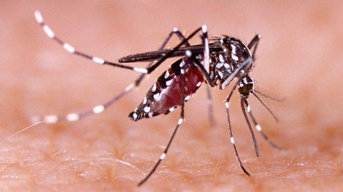 Peneliti UGM: Nyamuk Wolbachia Tidak Bahaya Bagi Manusia, Justru Bisa Mencegah Penularan DB
