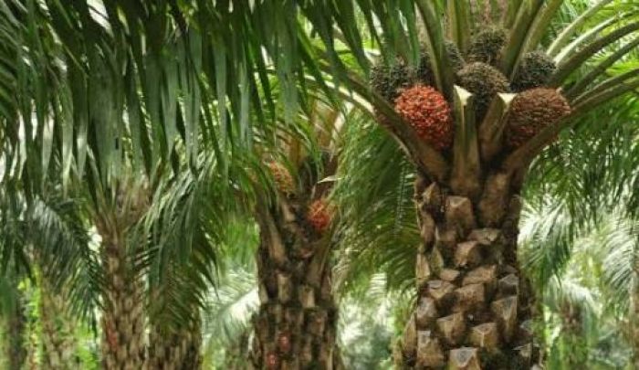 Pengamanan Kebun Sawit Diperketat Demi Jaga Pasokan B50, Dua Pencuri Ditangkap di Lampung Tengah