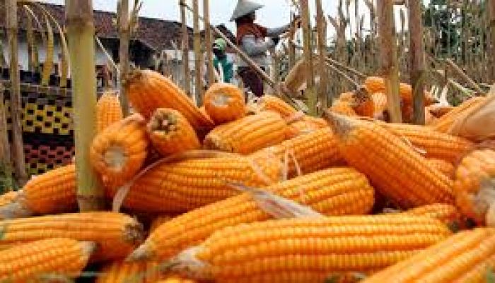 Petani di Pracimantoro Keluhkan Jagung Merk BISI 18 Tak Tumbuh, Dugaan Gagal Produk Muncul