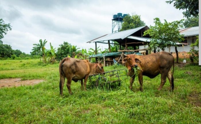 Strategi Beternak Sapi Tanpa Bau Mengganggu Warga