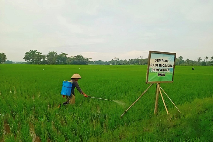 Uji Coba Padi Biosalin di Cilacap Sukses, SIG Dorong Pertanian Berkelanjutan untuk Ketahanan Pangan