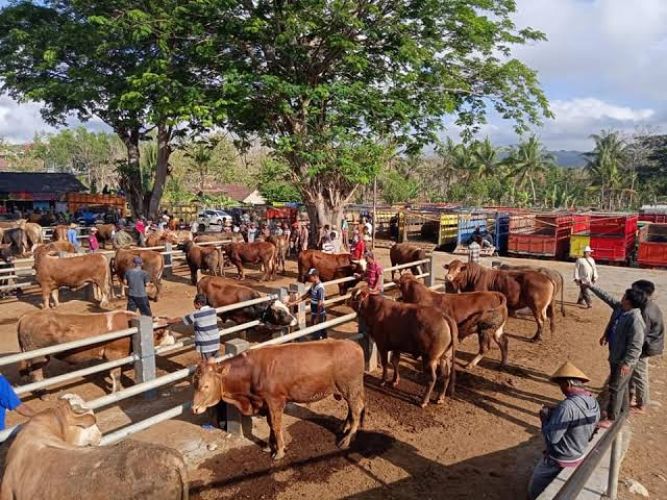 Wabah PMK Menggila, 63 Sapi Mati Mendadak di Gunungkidul: Pedagang Ternak Menjerit