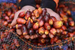 Deforestasi Tesso Nilo: Ancaman Sawit bagi Konservasi Riau