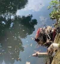 Edukasi Pemberdayaan Kehidupan Air Sekitar Sungai Gajahwong