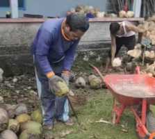 Harga Kelapa Anjlok di Sejumlah Daerah, Petani Terancam Rugi Besar