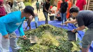 Implementasi Tridharma, Dosen Unasman Berdayakan Petani Majene Lewat Pakan Fermentasi dan Pupuk Organik