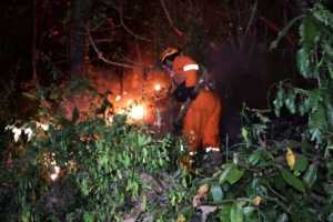 Kebakaran Hutan Gunung Dloko di Ponorogo serta Penanganannya