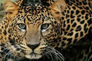 Macan Tutul di Gunung Jawa: Spesies, Habitat, dan Perilaku