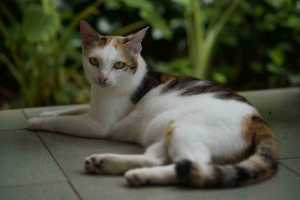 Naluri Kucing di Balik Tingkah Lucunya Sehari-hari