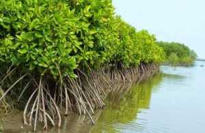 Penanaman Mangrove di Pesisir Utara Pulau Jawa, Sebuah Upaya Penyelamatan Lingkungan