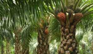 Pengamanan Kebun Sawit Diperketat Demi Jaga Pasokan B50, Dua Pencuri Ditangkap di Lampung Tengah