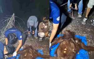 Raya dan Rayu Selamat dari Karhutla, Mereka Akan Nyaman di Habitat Barunya