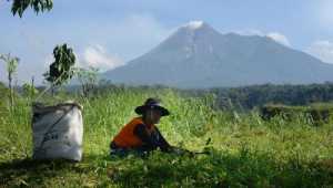 Viral Rencana Pembukaan Jalur Pendakian Merapi via Selo